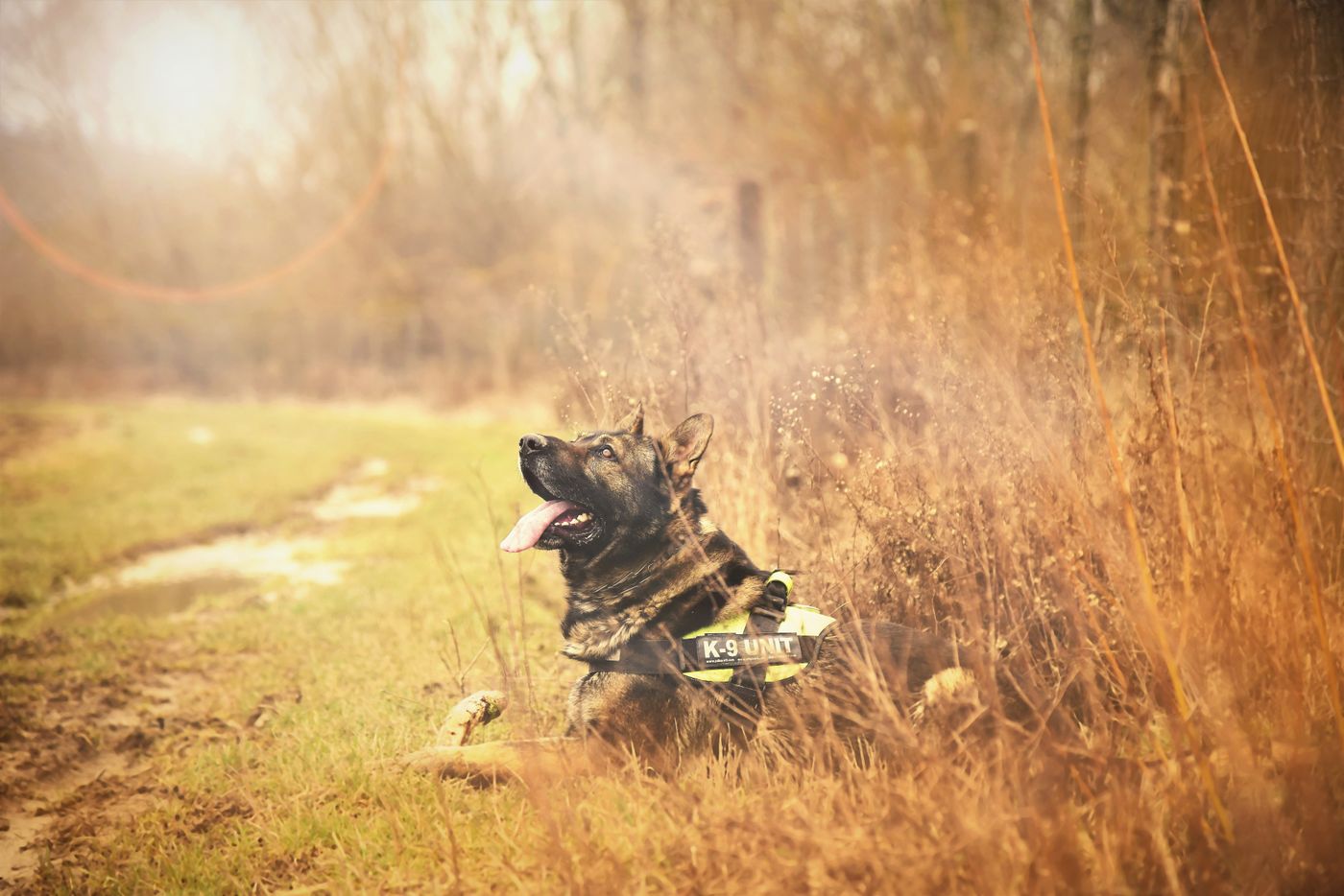 A dog practicing attentive behavior outdoors